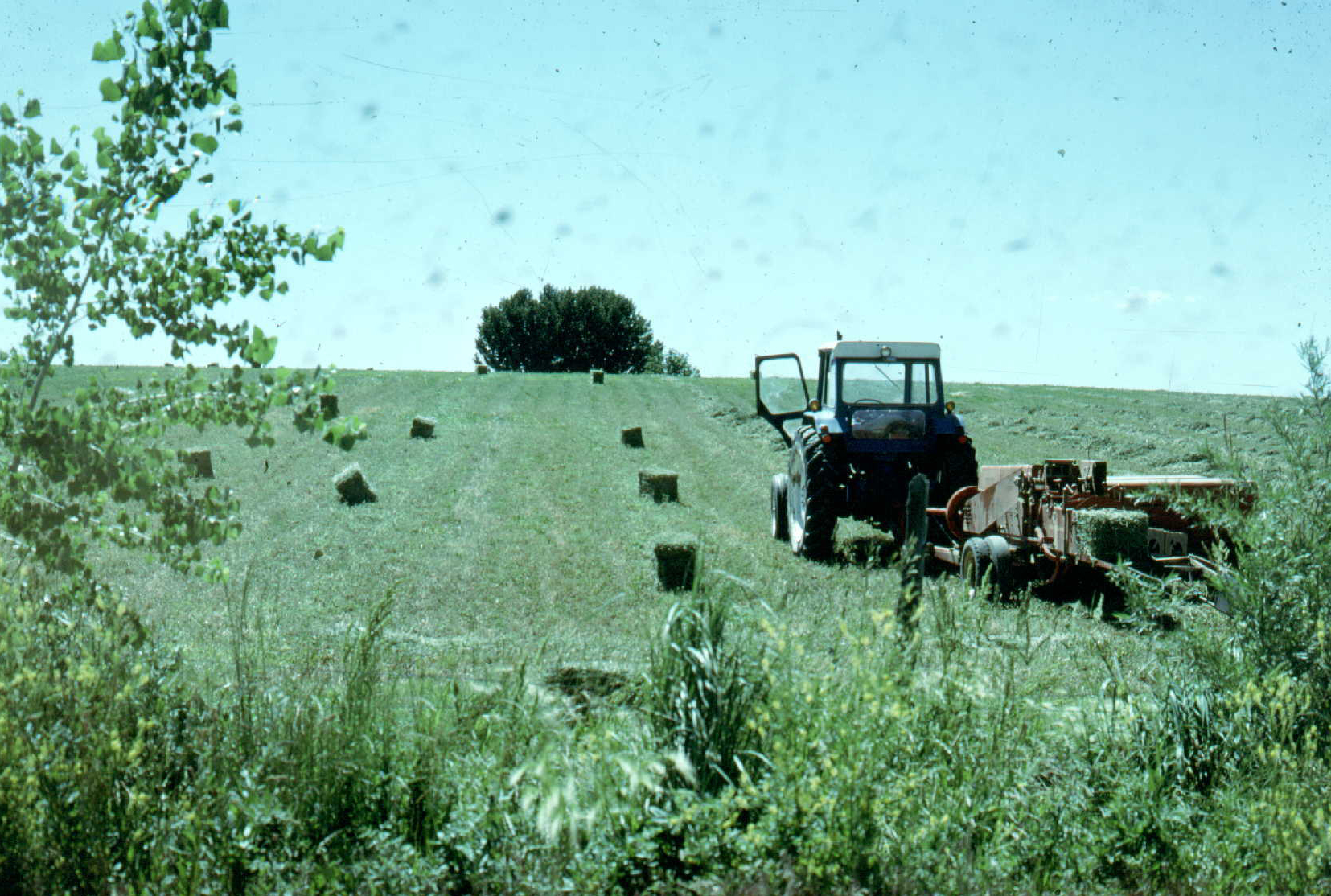 Toxicants in Feeds, Hay and Forages