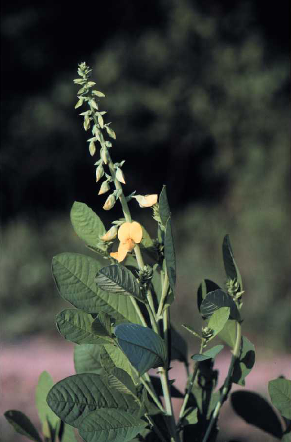 Showy crotalaria