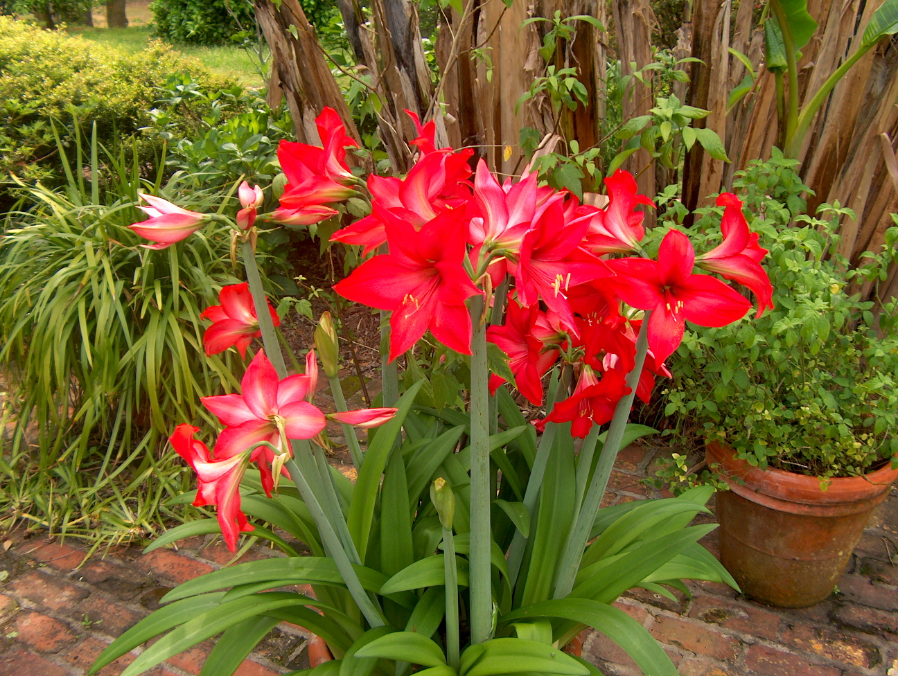Forcing bulbs for indoor winter flowers
