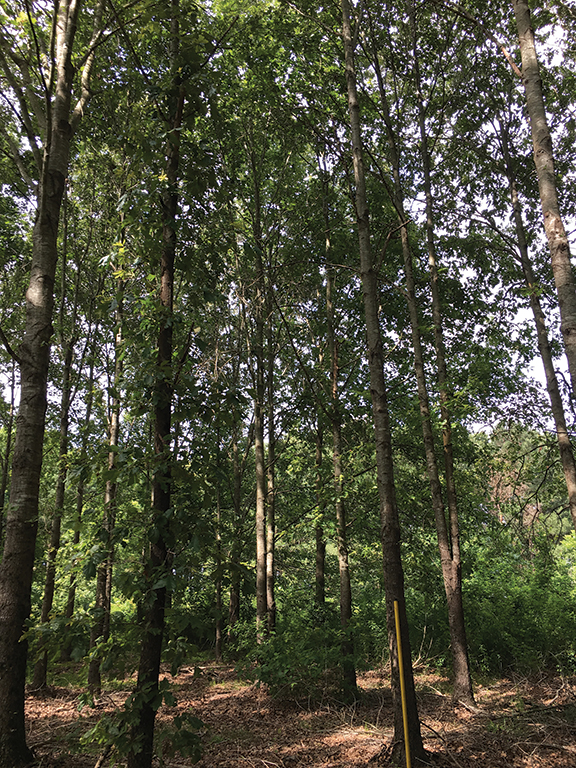 What landowners need to know about forest land ownership