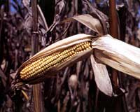 Corn Insecticide Seed Treatment Options