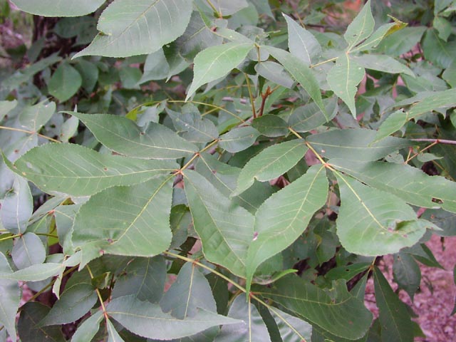 Whats that Green Stuff in my Tree?