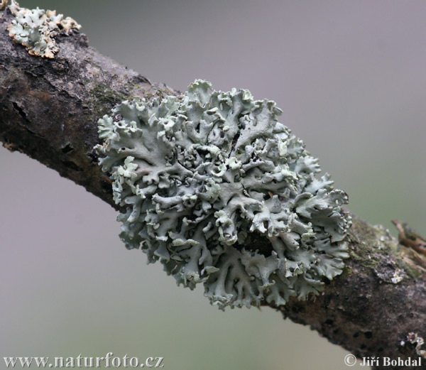 Lichen