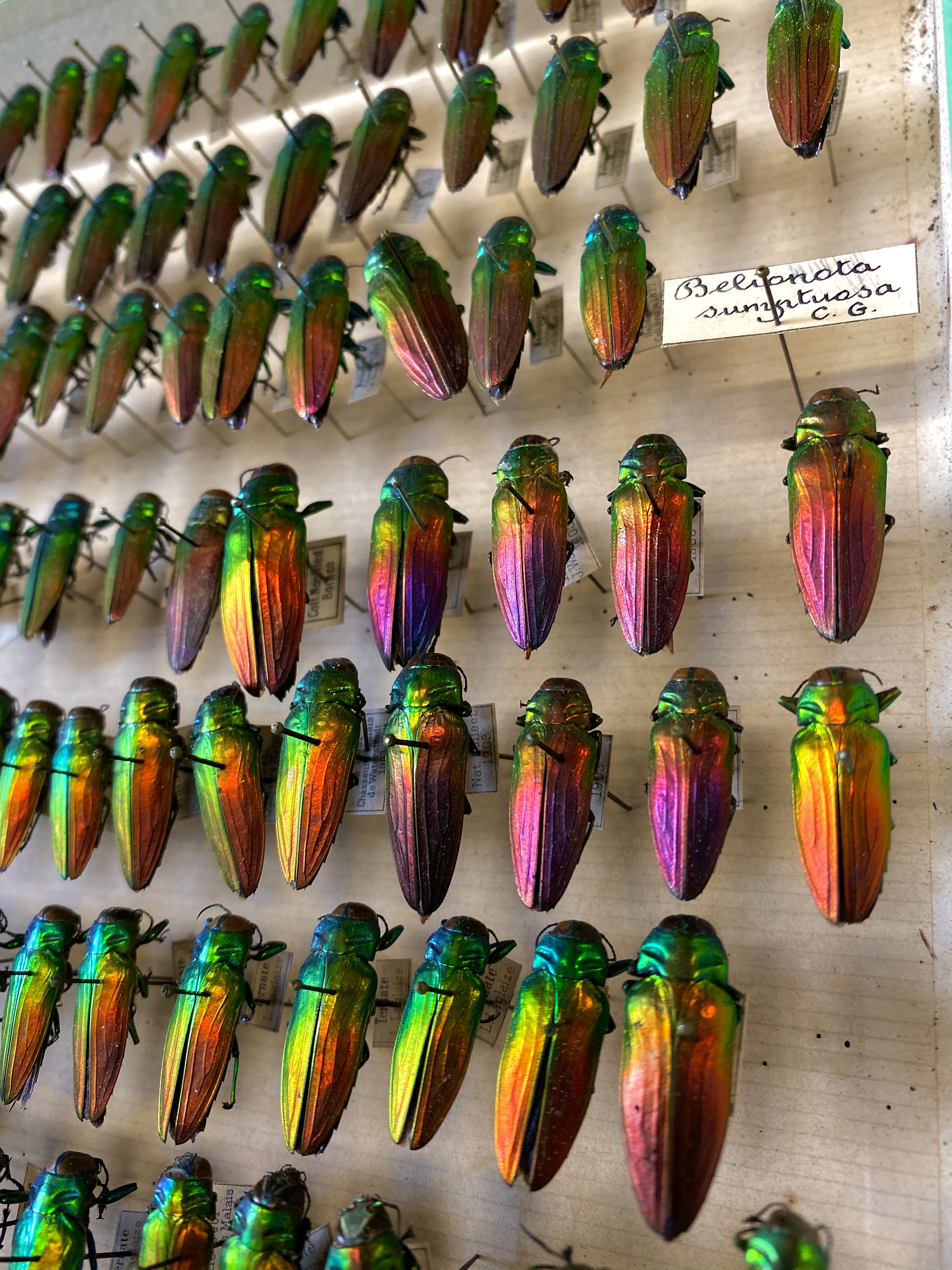 Color of Jewels: Studies of Beetle Coloration Shed Light on Insect Sight and Communication