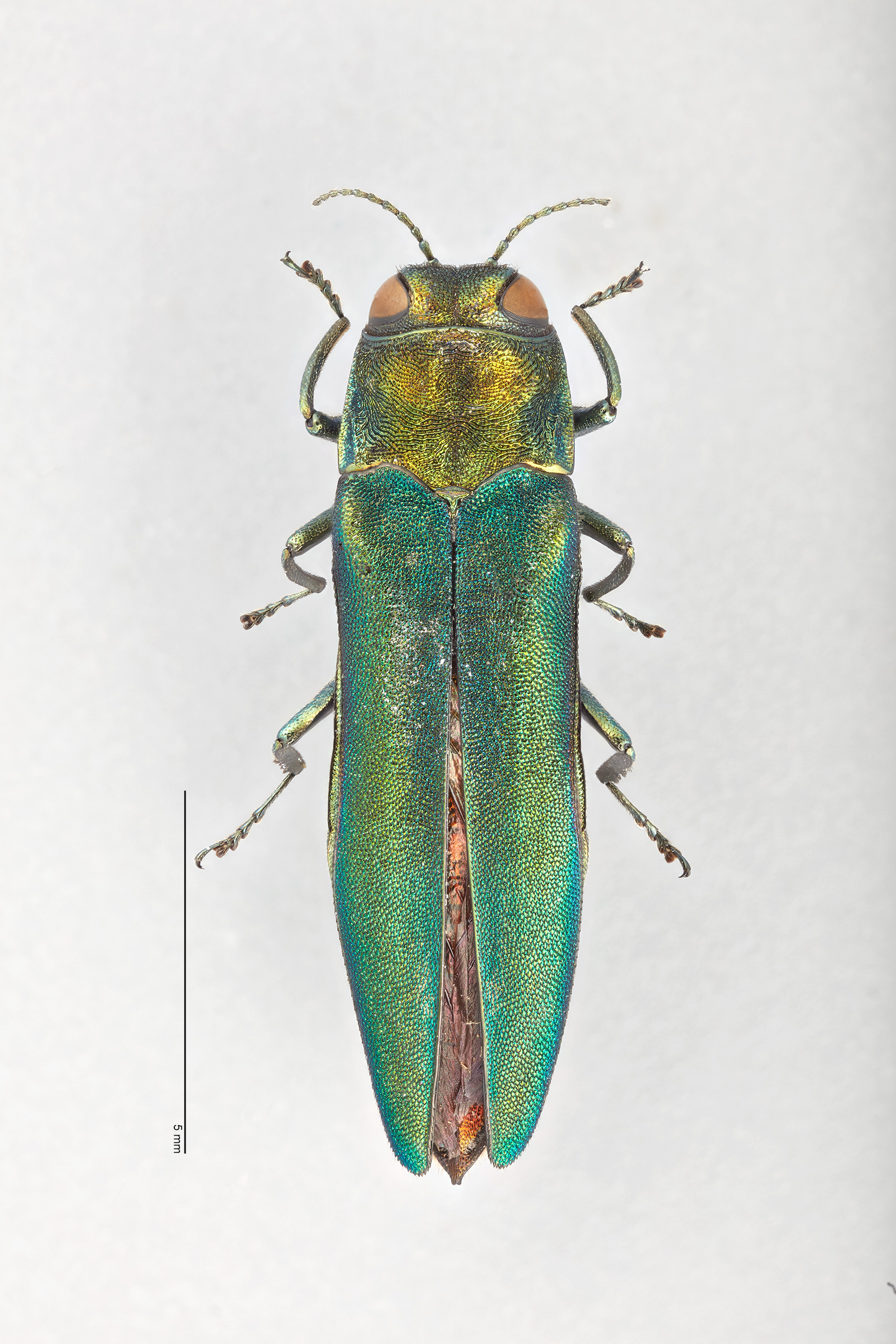 Emerald ash borer.