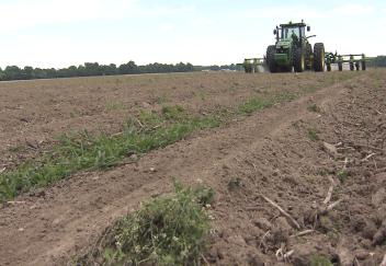 Cotton planting nearly finished in Louisiana