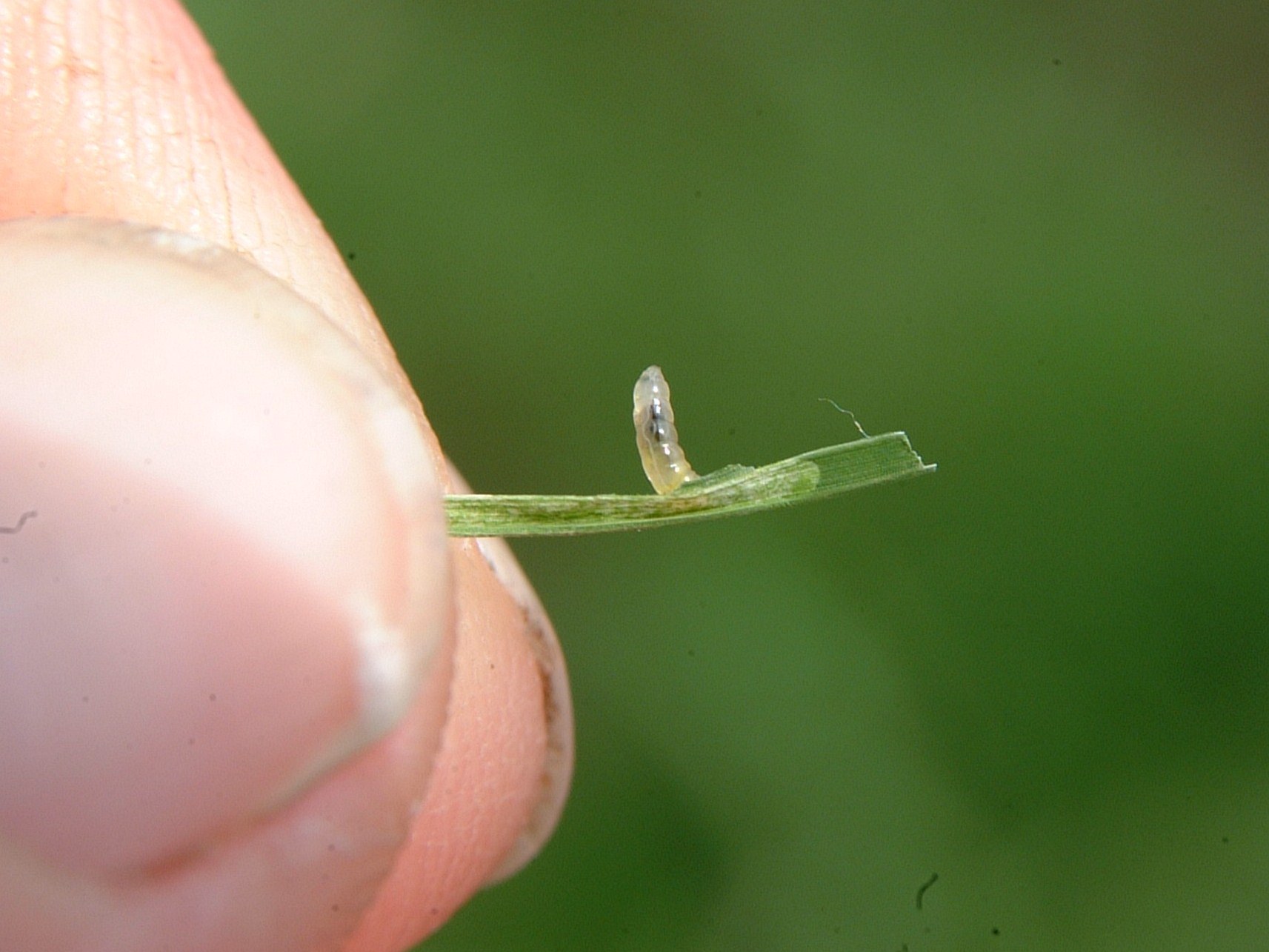Rice Leaf Miner Larva