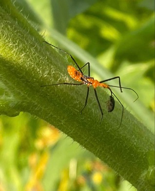 figure4.jpg thumbnail