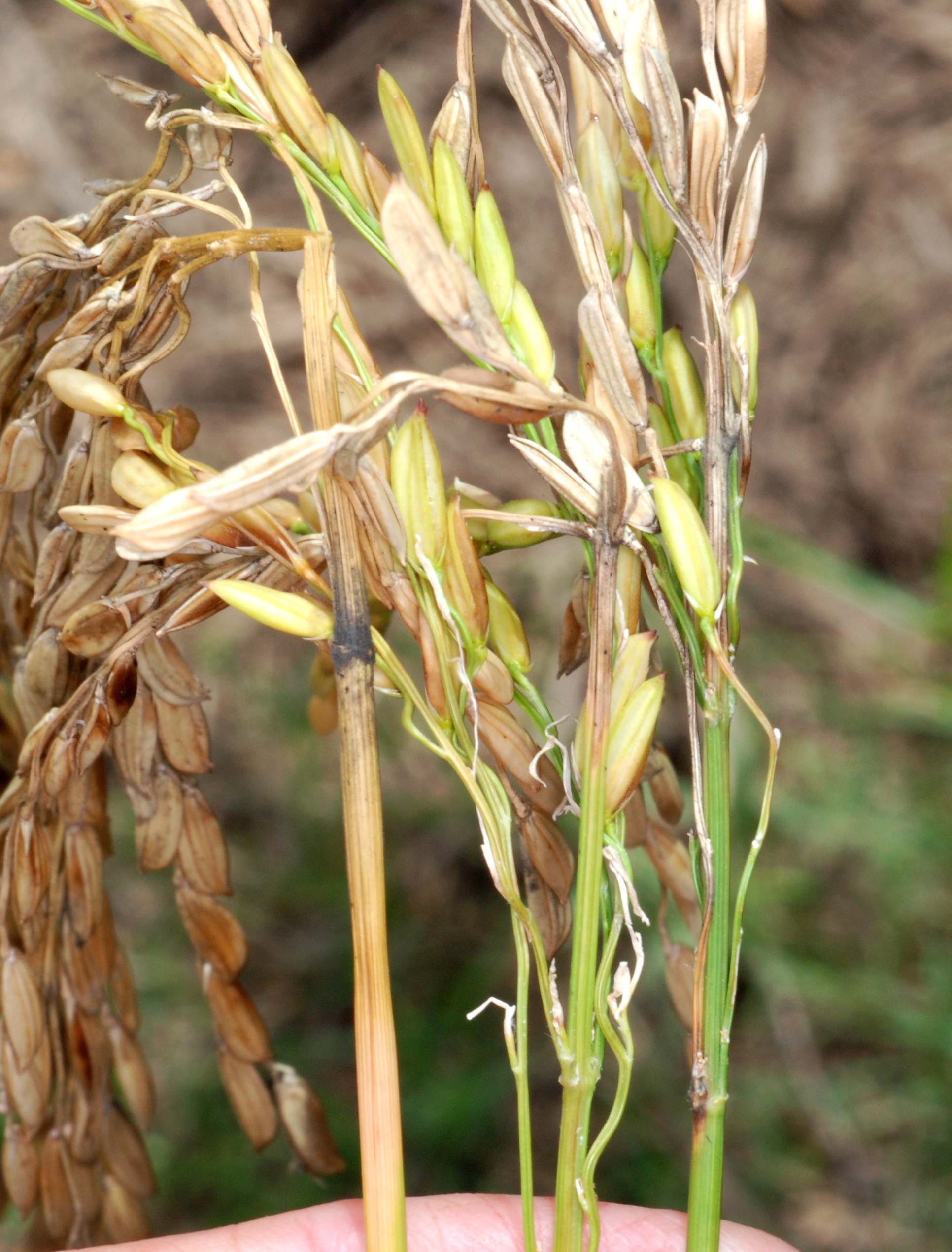 Rice Heads
