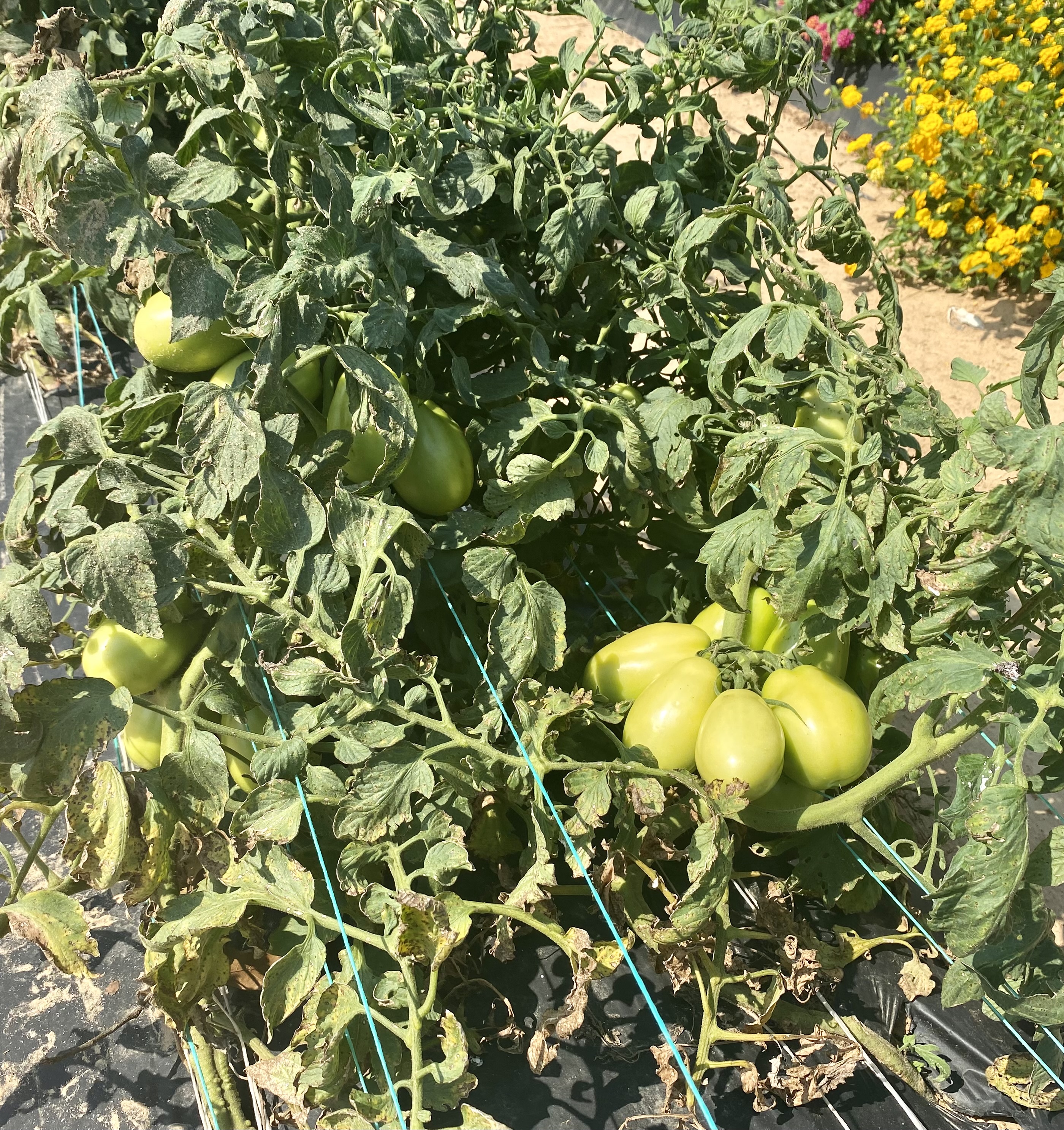 Plants with damage.