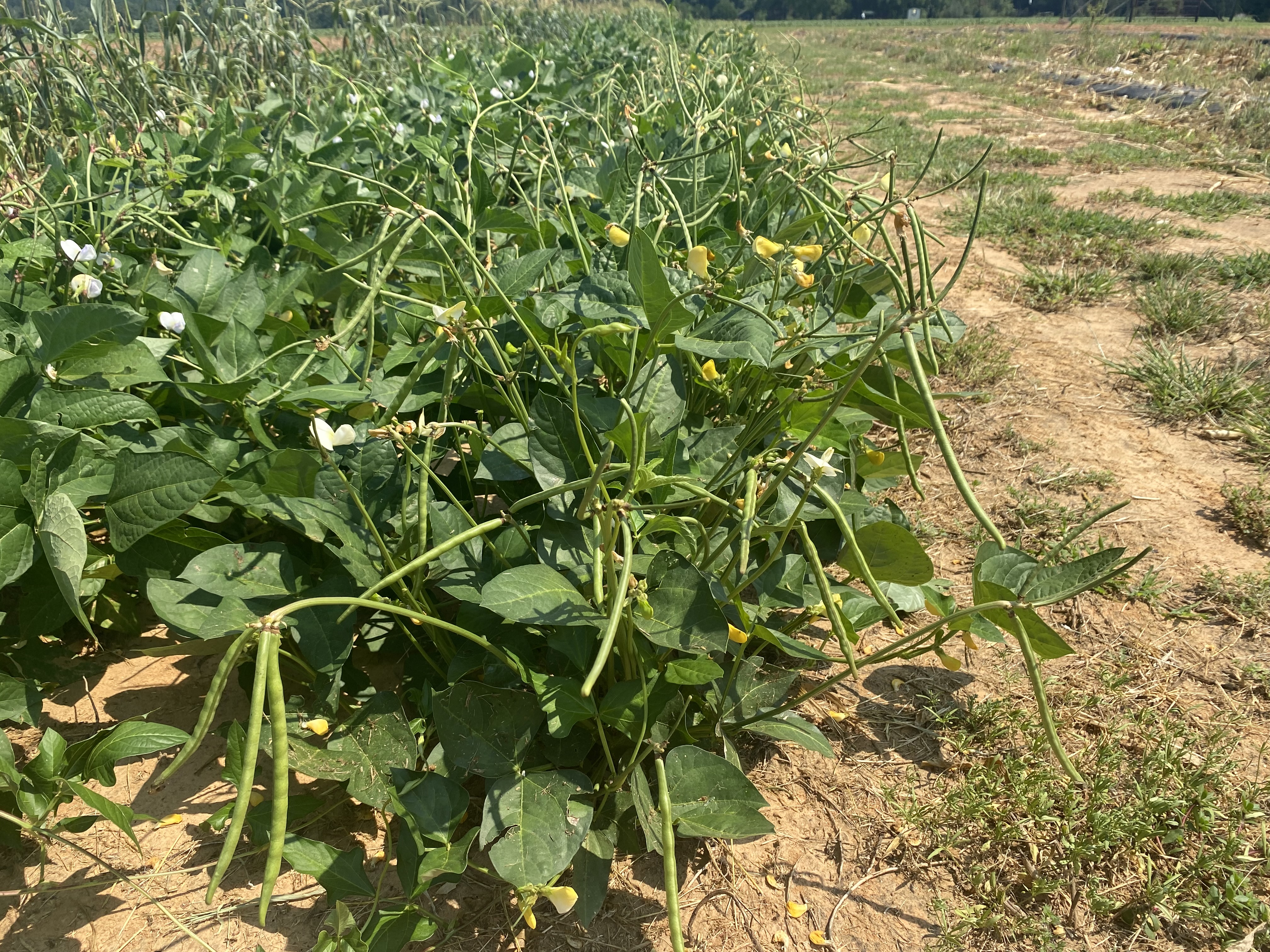 Summer vegetable gardening solutions: How to be productive in the sizzling season