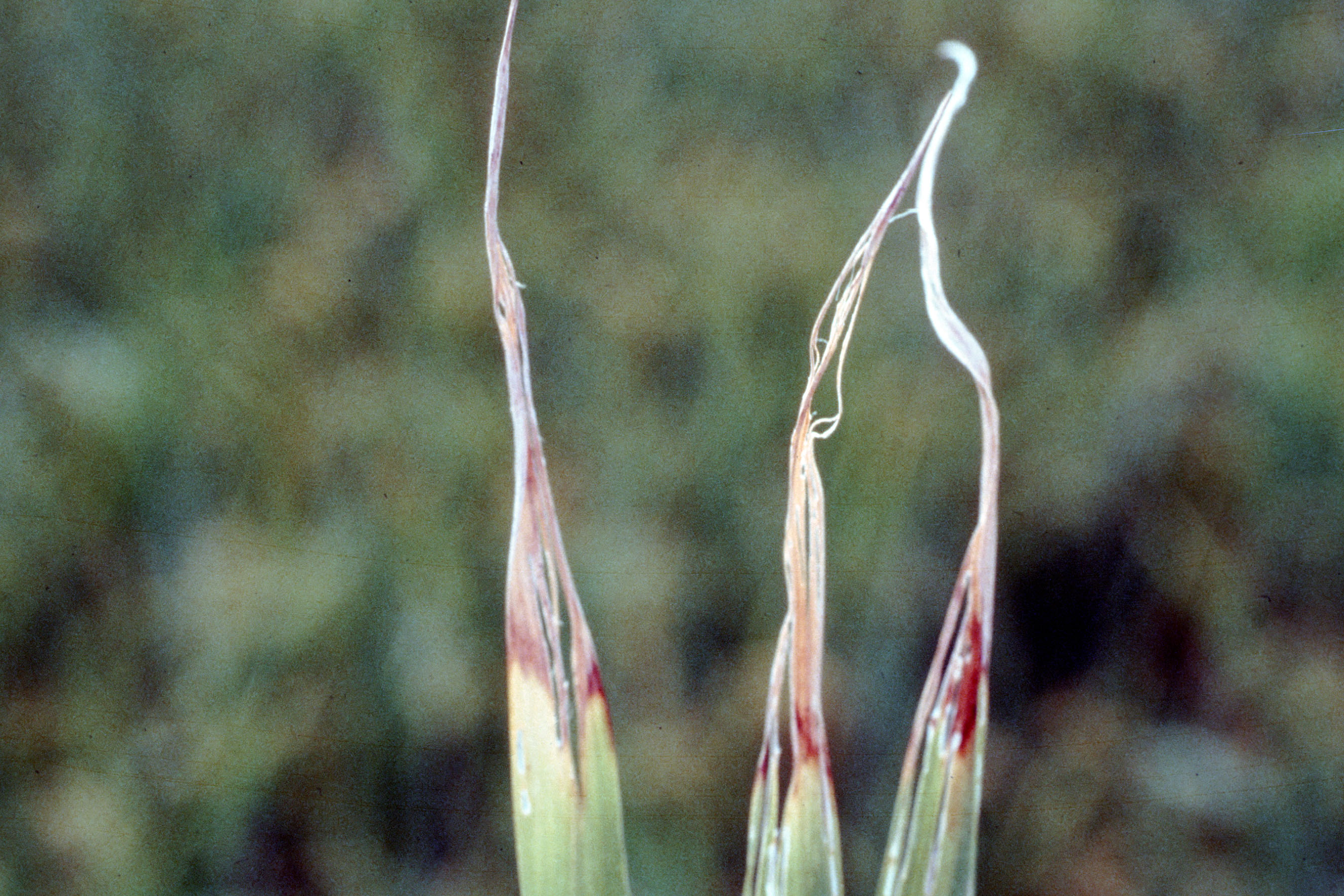 White Tip Nematode Damage