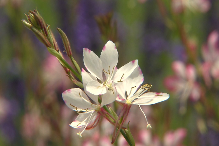 Gaura adds elegant movement to landscapes