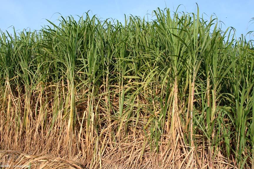 Allocation of Sugarcane Planting Costs in 2006