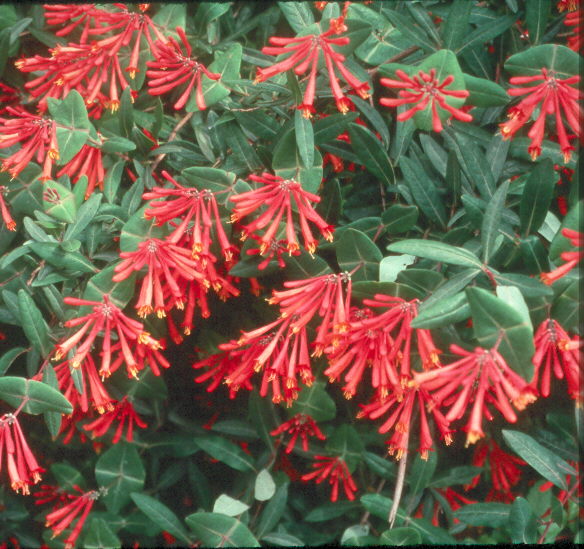 Try summer-flowering vines