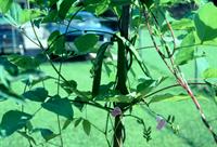 vines