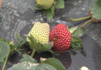 Cold delays La. strawberry crop