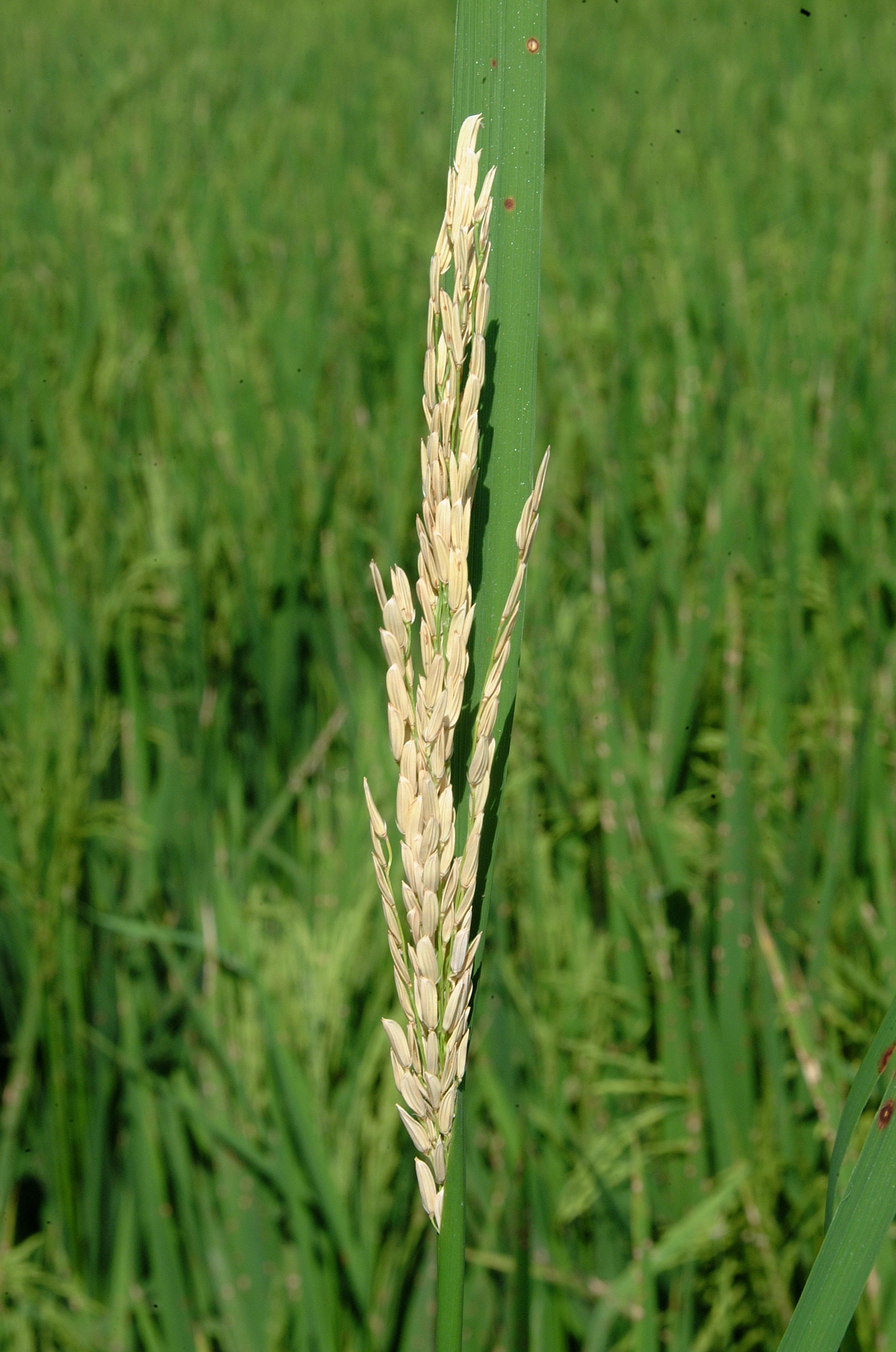 White head caused by stem borer.