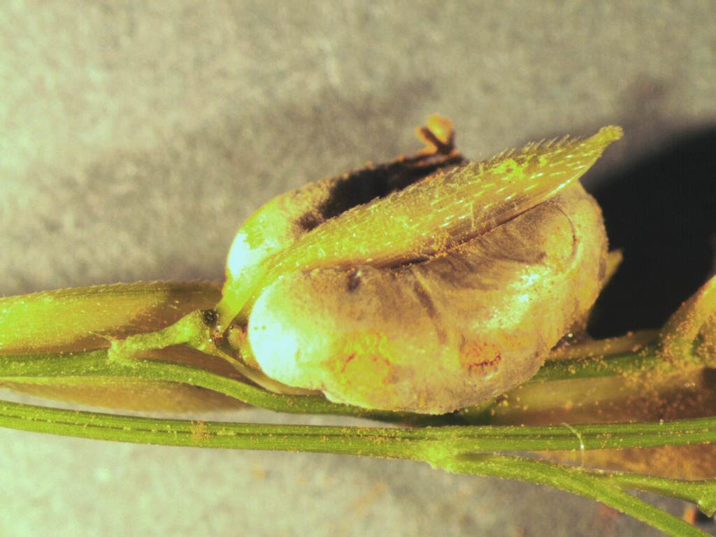 Very early symptoms of False Smut