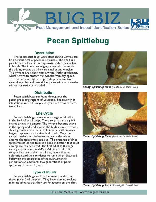 Pecan Spittlebug