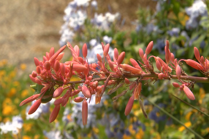Red yucca is a great low-maintenance succulent