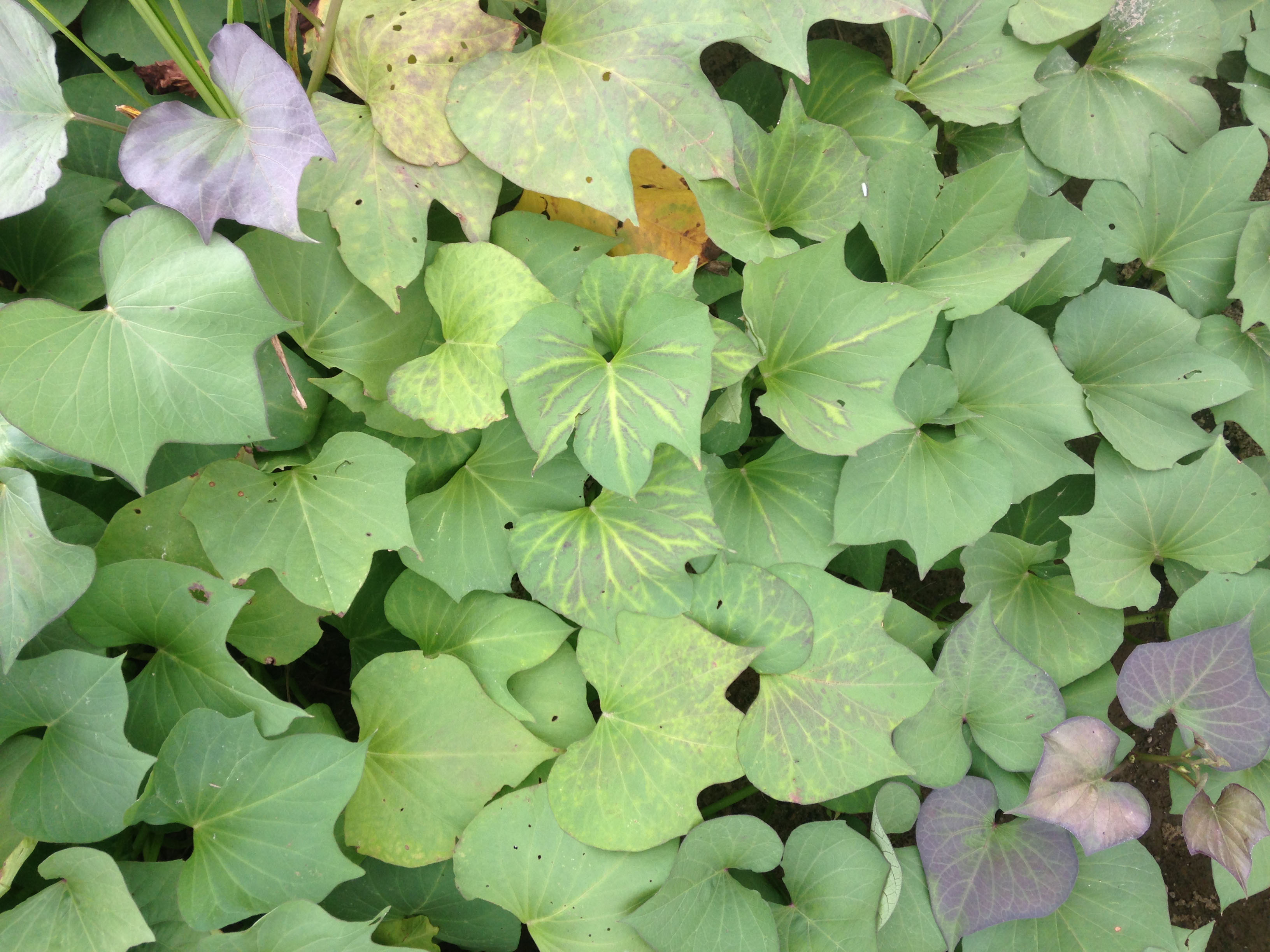 Sweet Potato Foundation Seed Production and the National Clean Plant Network Support