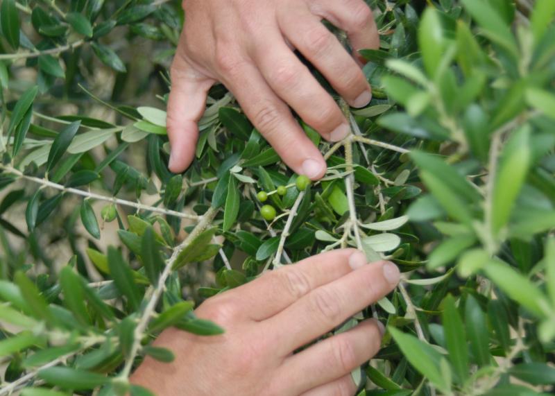 olivejpg