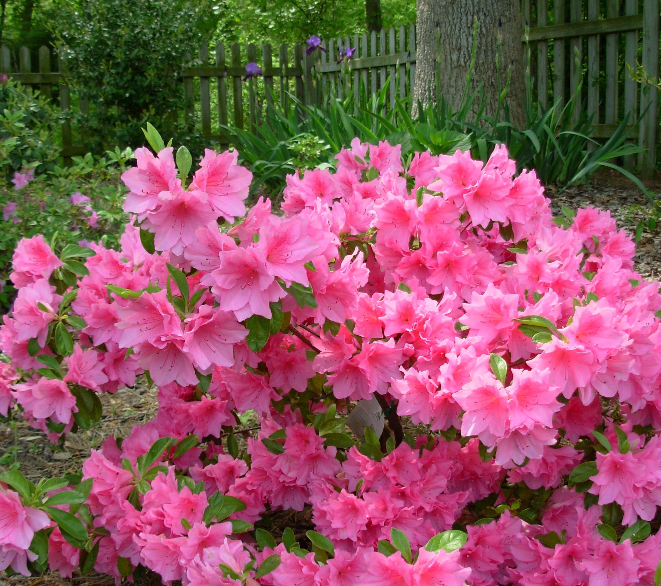 Chores for the Growing Season