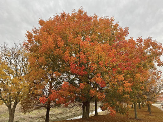 Picture of a mature tree with a rounded canopy. The picture was taken in the fall and the tree is covered in bright orange fall foliage.