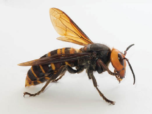 Photo of a hornet insect facing right that has two large wings with veination and a black and yellow striped abdomen.