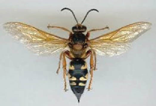 Photo taken looking down at a wasp on a white background. The insect's wings are splayed out perpendicular to it's body. It has a mostly black abdomen with yellow spots on the side of the abdomen.