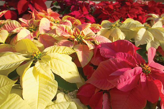 A large collection of red and white poinsettia plants in rows.