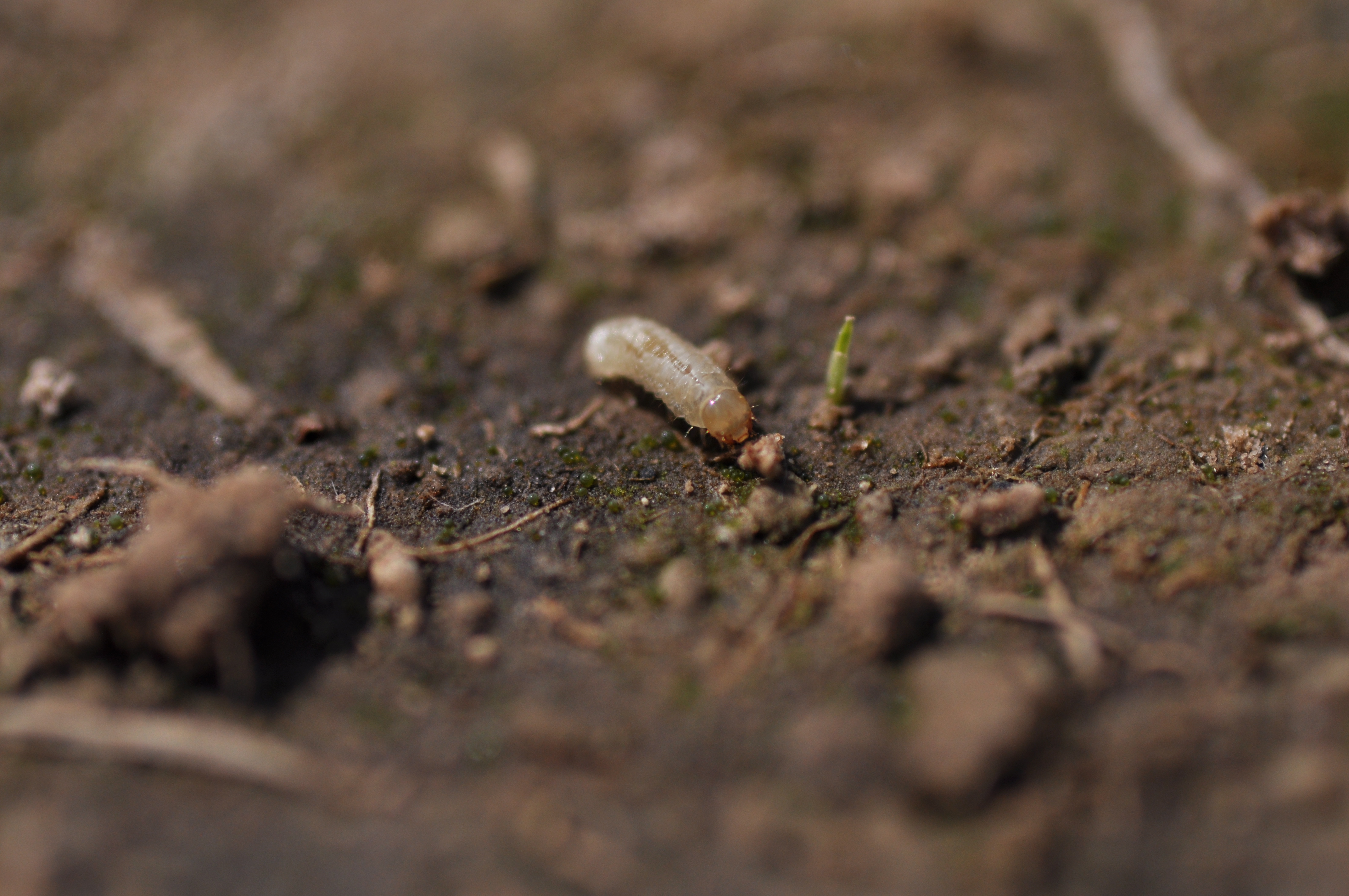 Colaspis larva feeds on the roots of rice plants causing reduction in stand.