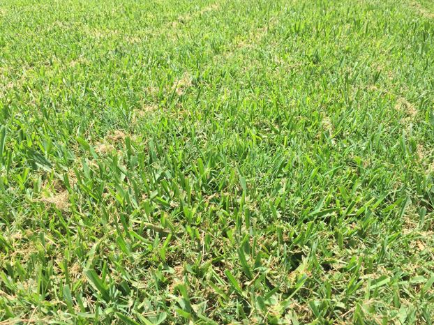 Dallisgrass