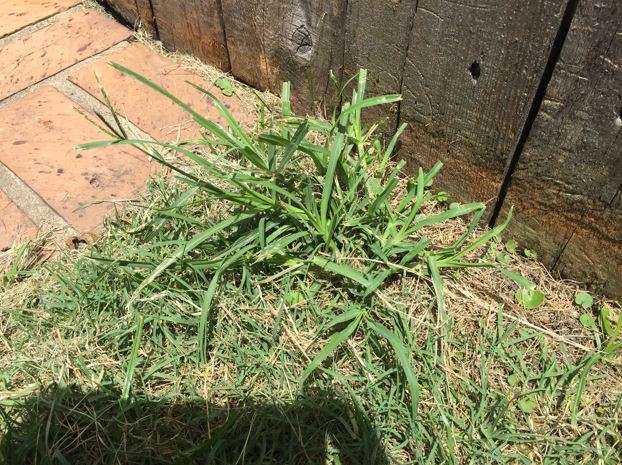 Picture of dallisgrass 