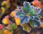 Frost, Freeze, Frozen or Forget it