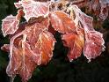 frost on beech tree