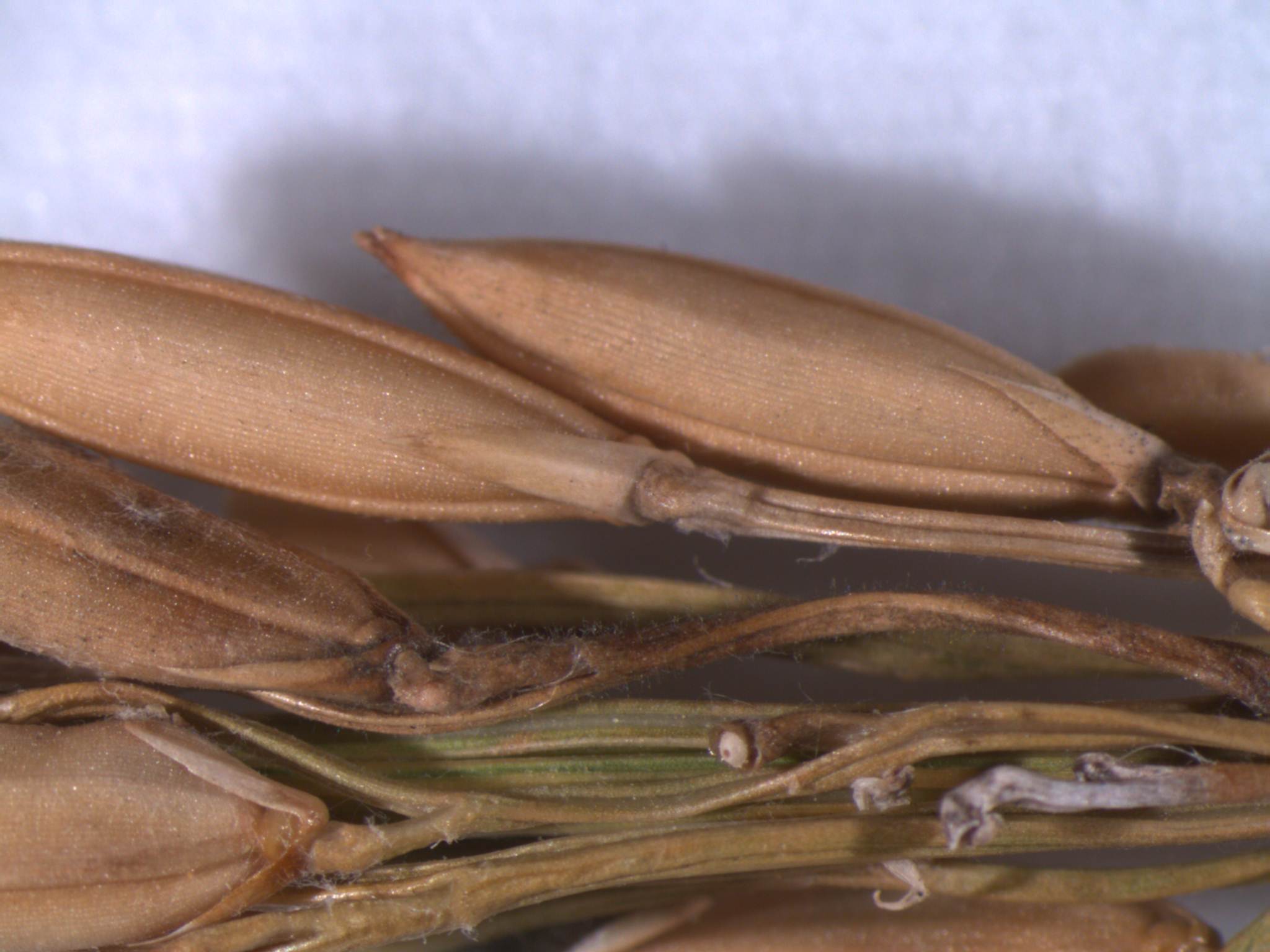 Infected Panicle Branches