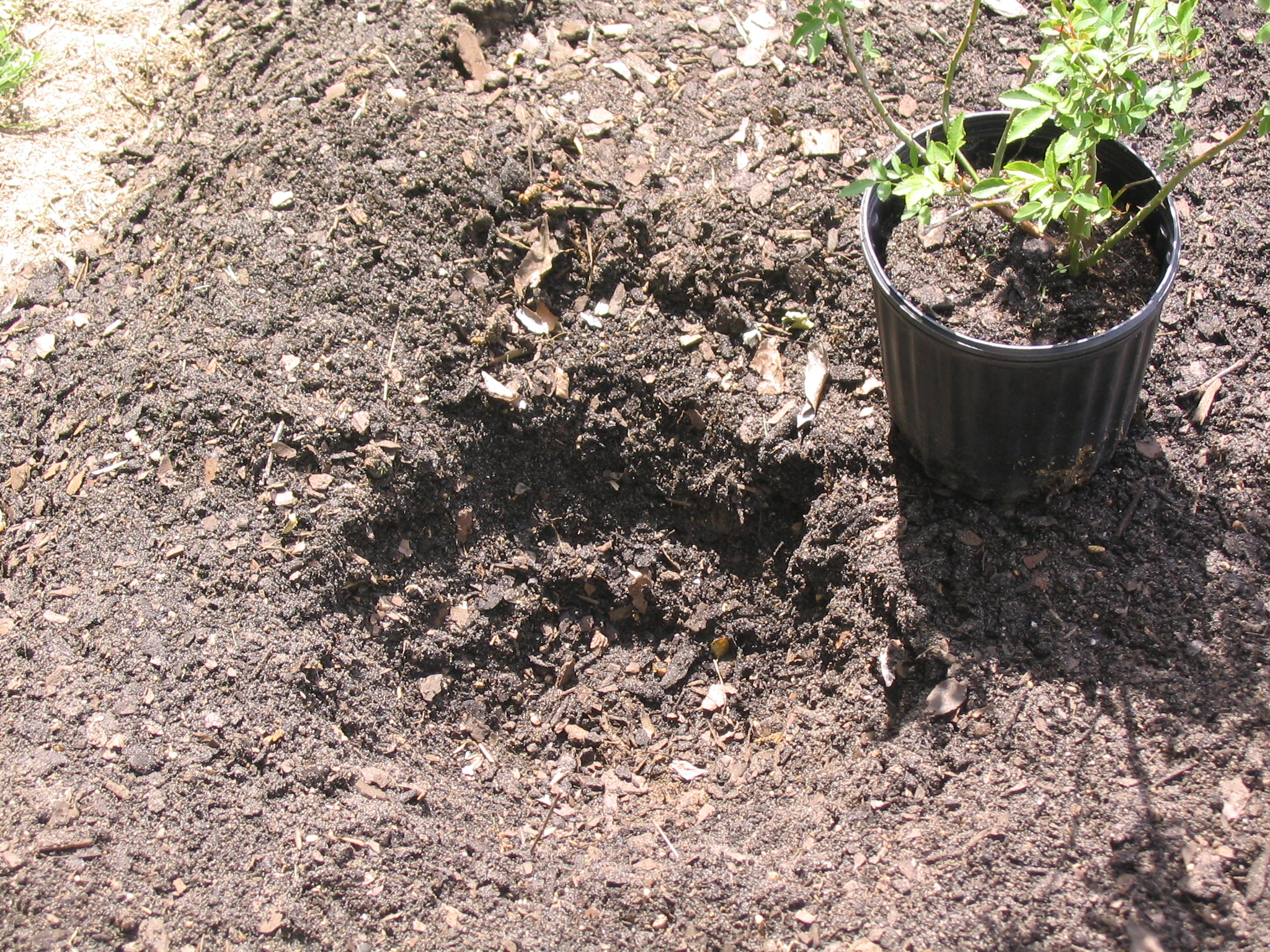 Now is the time to plant roses