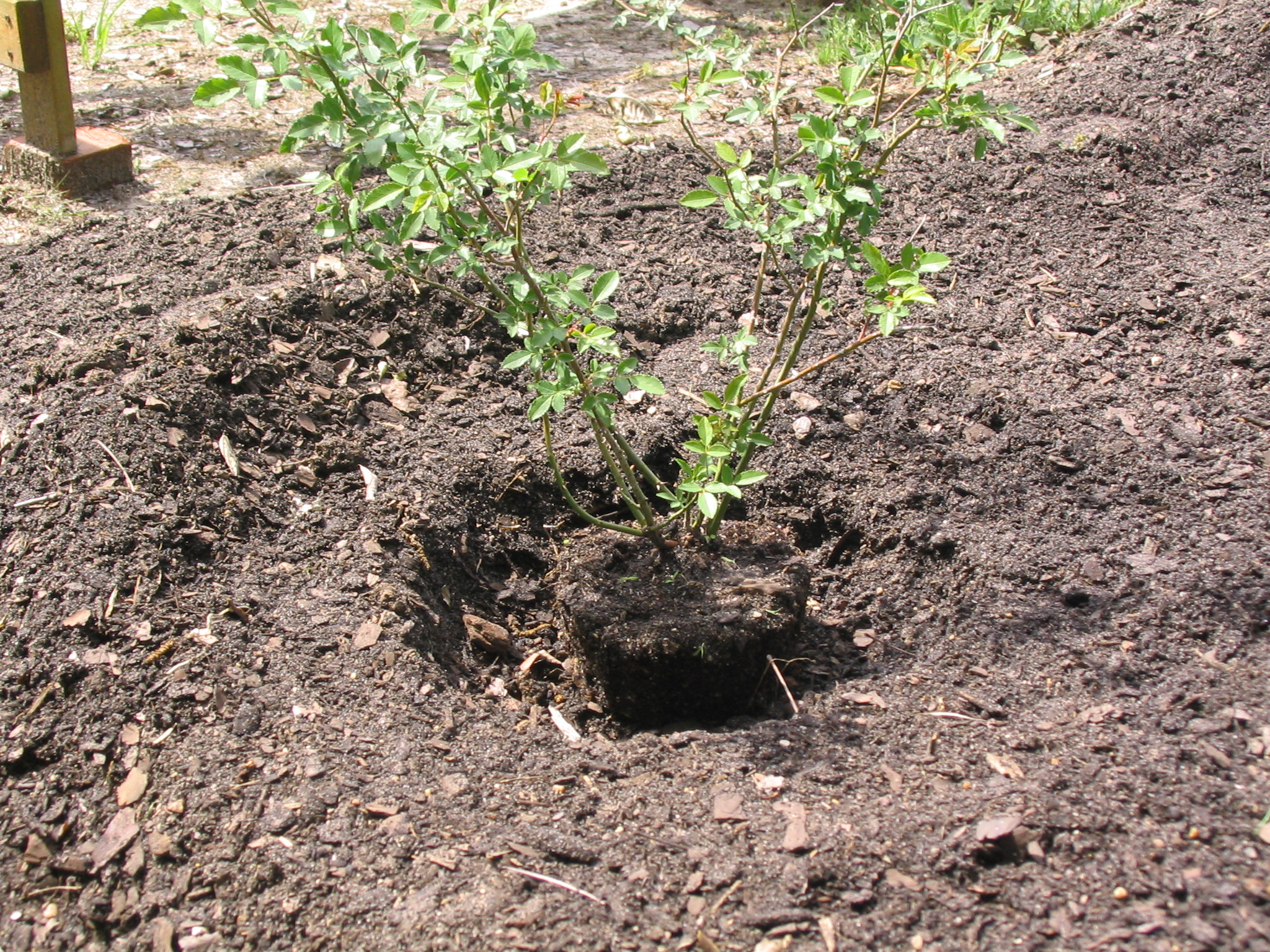 planting a rose step 2