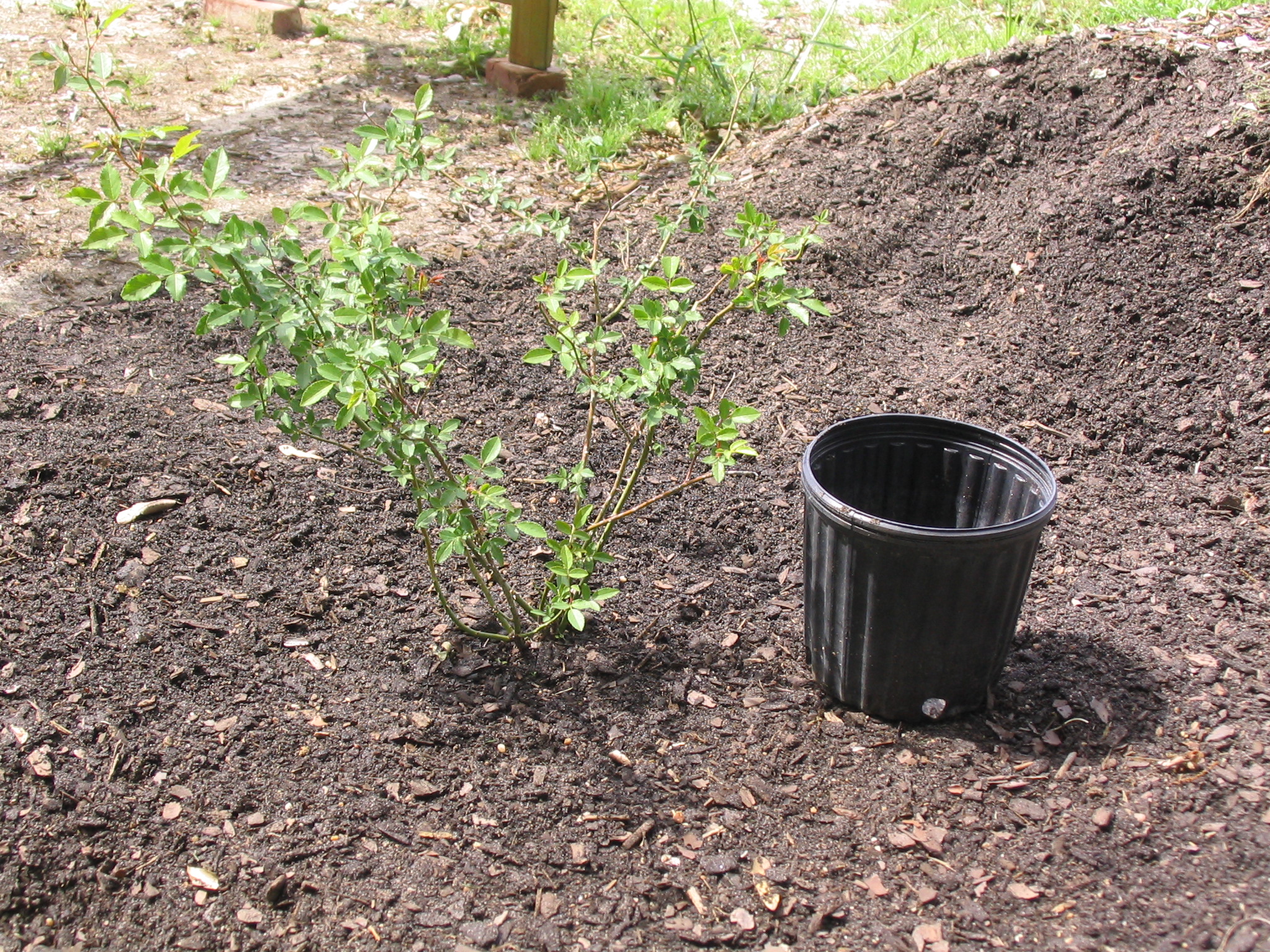 planting a rose step 3