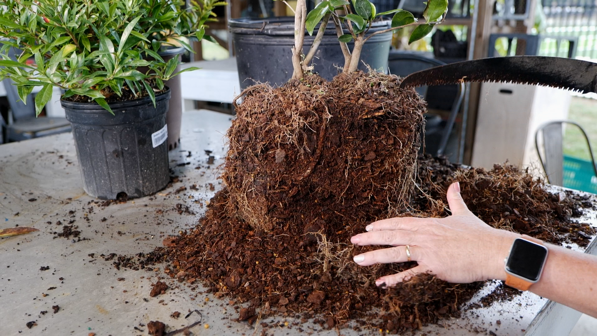 Rooting for tree success