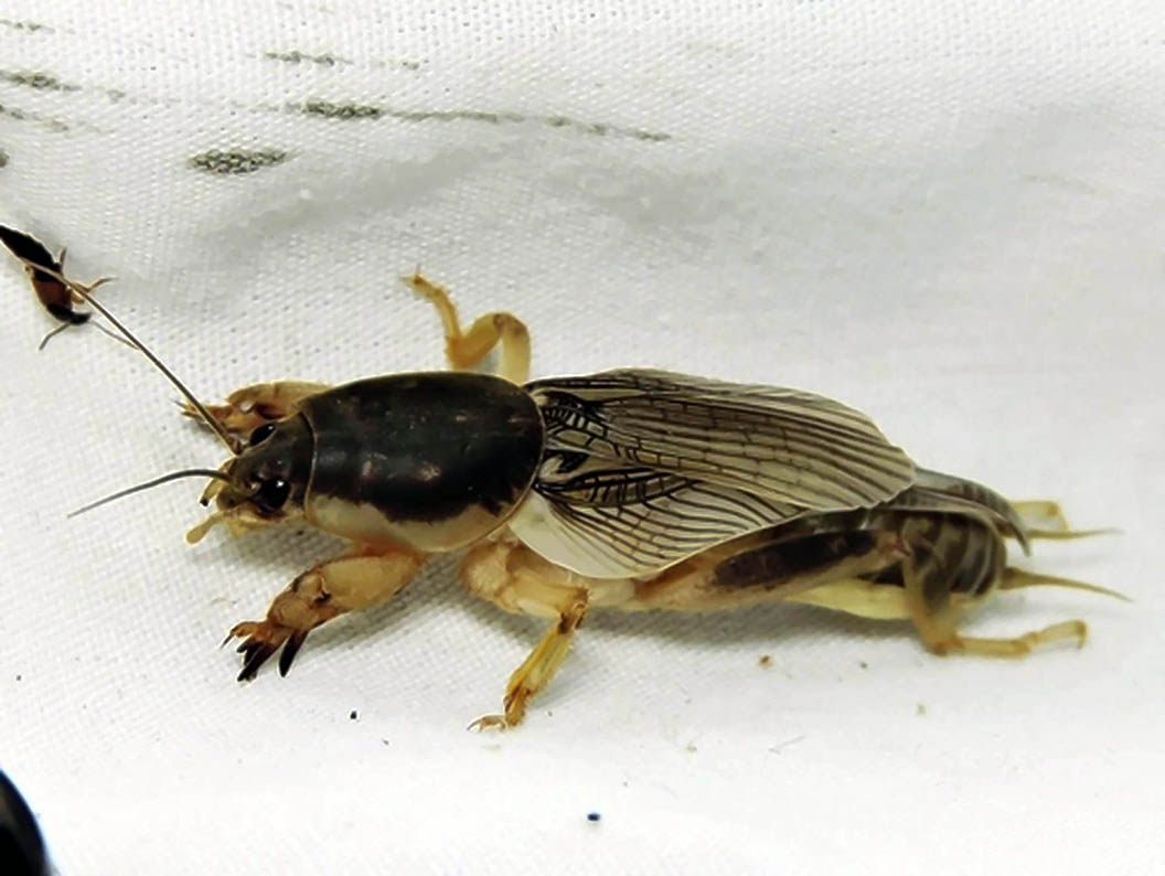 Neoscapteriscus borellii and N. vicinus, Southern and Tawny Mole Crickets (Orthoptera: Gryllotalpidae)