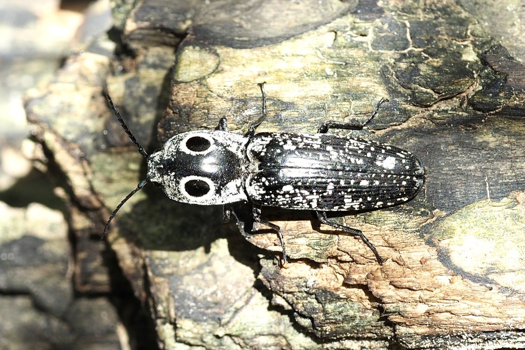 Alaus oculatus and A. myops, Eyed Click Beetles (Coleoptera: Elateridae)