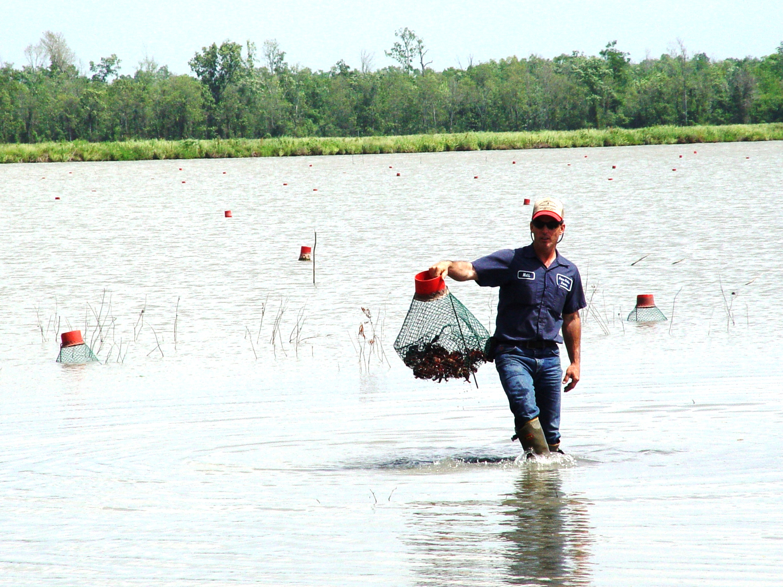 Improved Crawfish Trap Design Might Mean Fewer Traps Needed