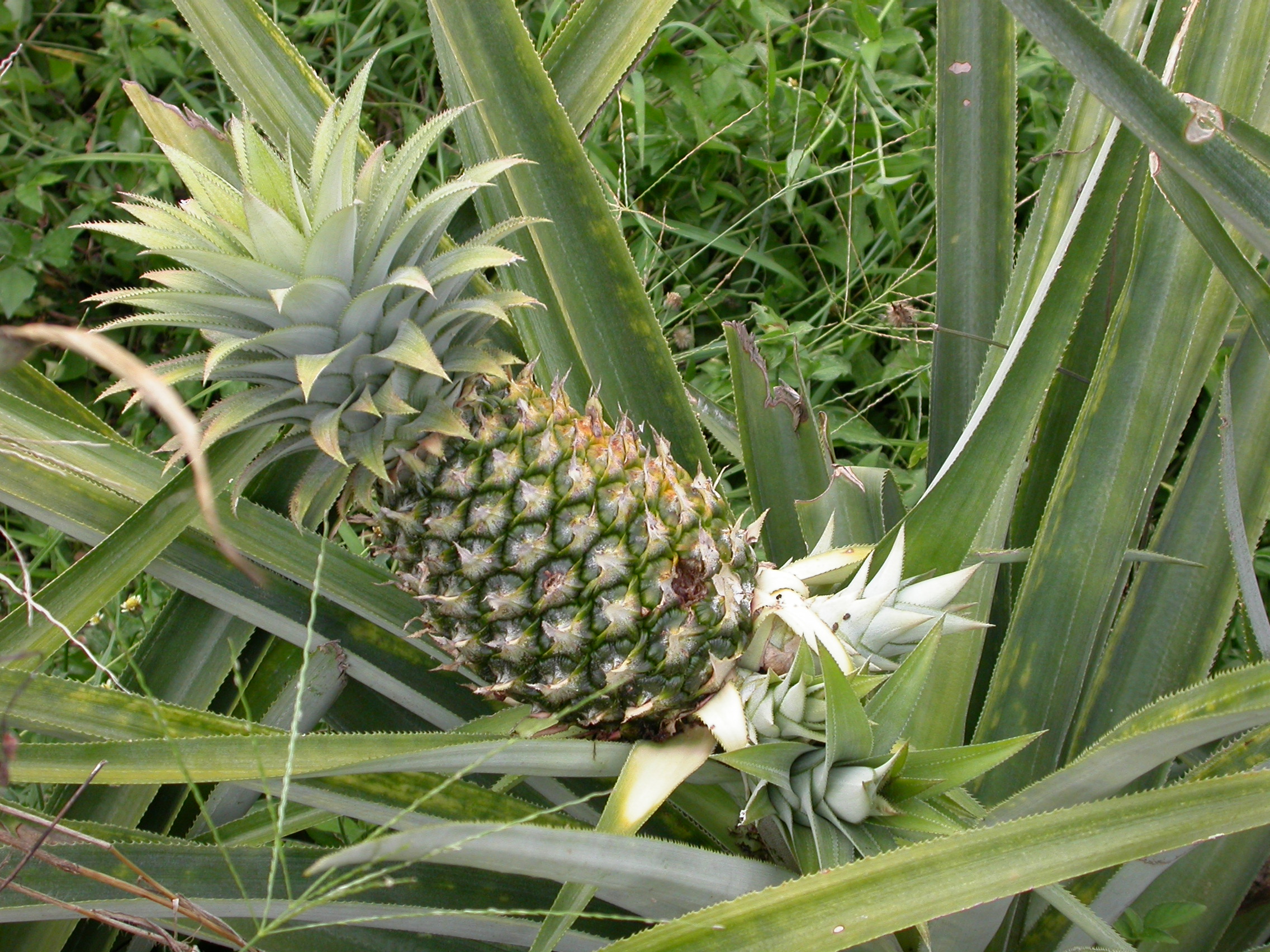 Grow Your Own Pineapple