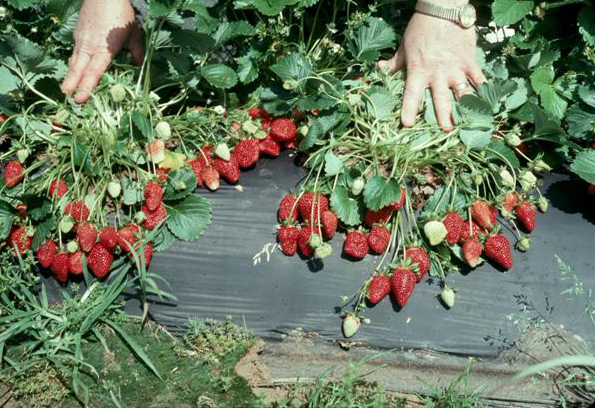 Drip Irrigation and Fertigation in Strawberries