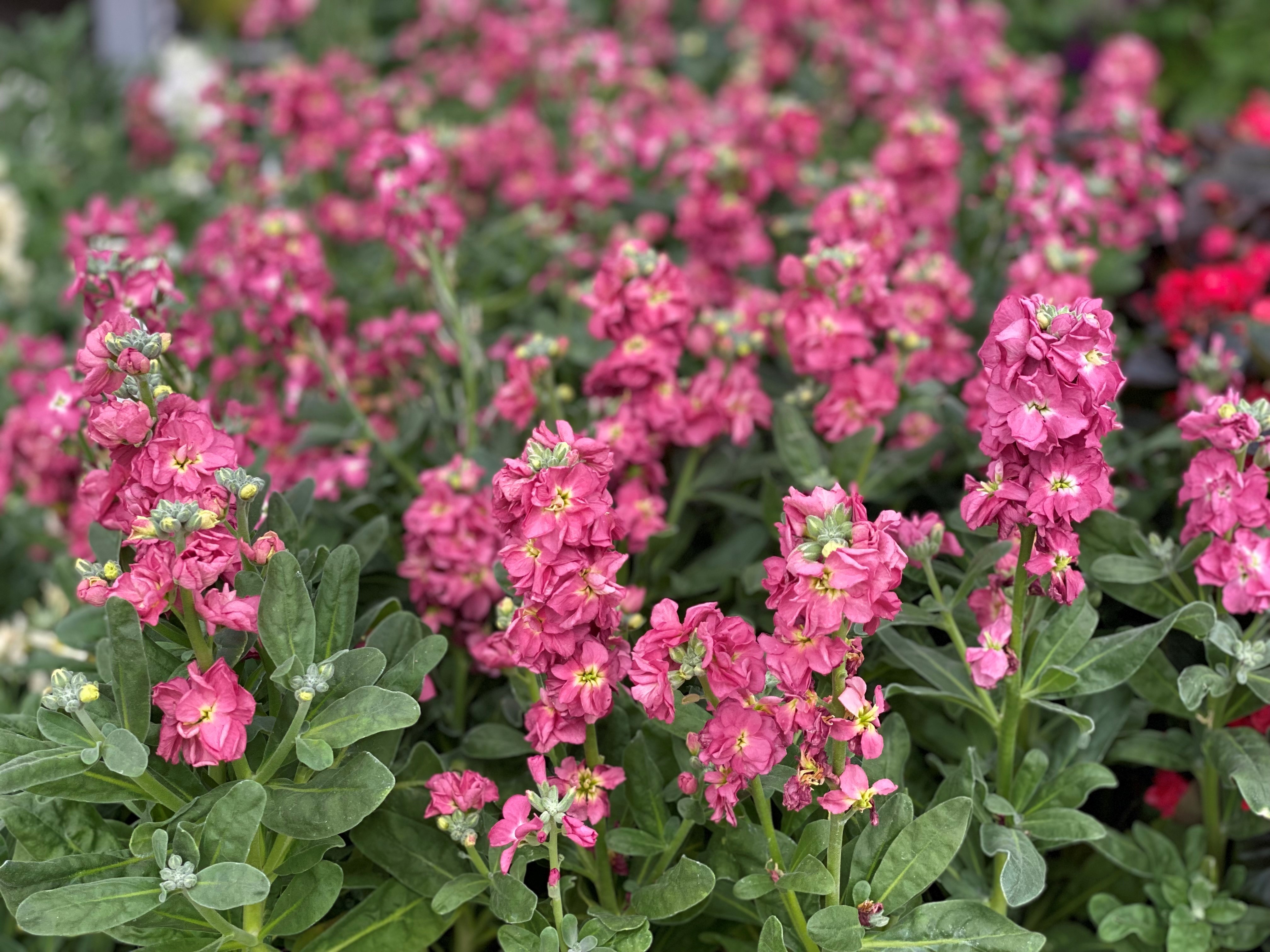 ‘Scentsational’ flowers for spring