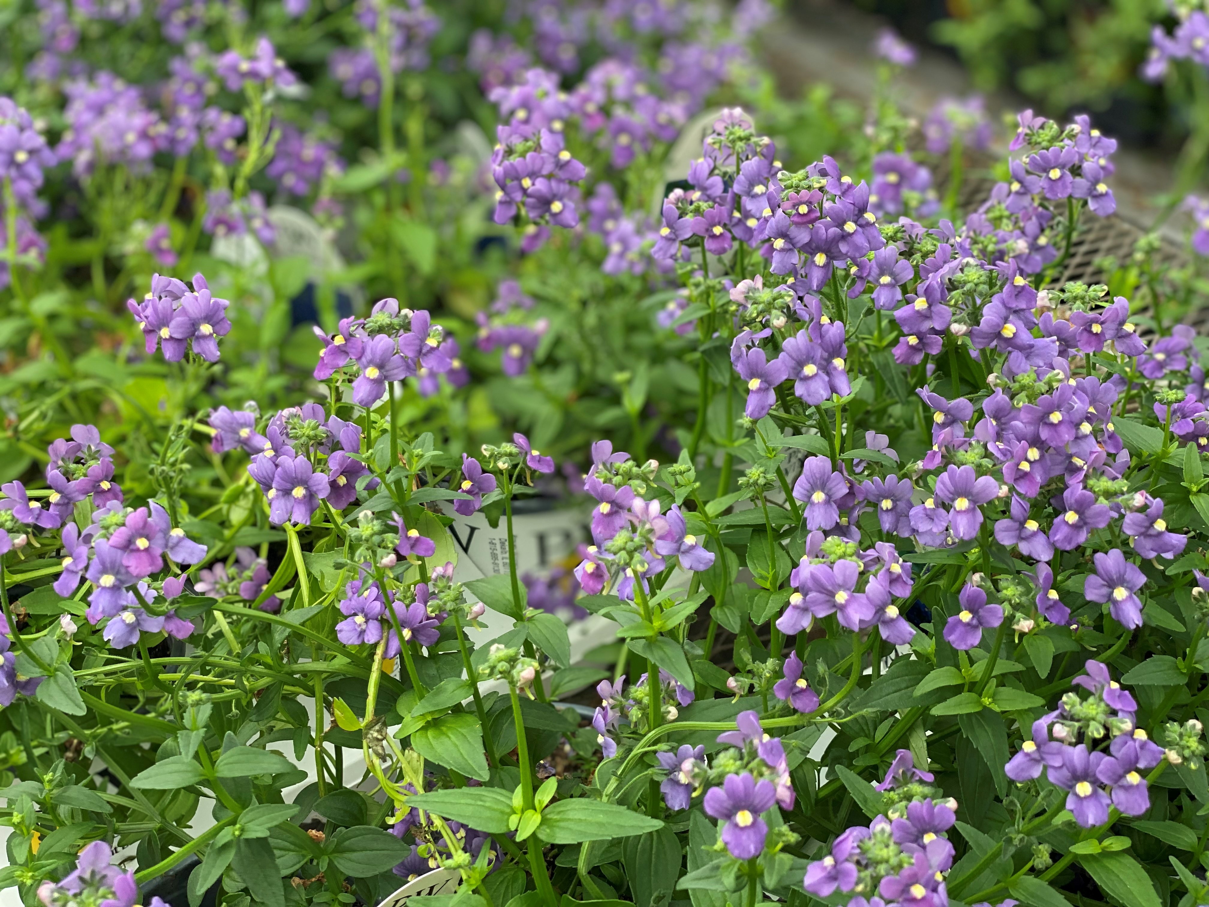 Nemesia.