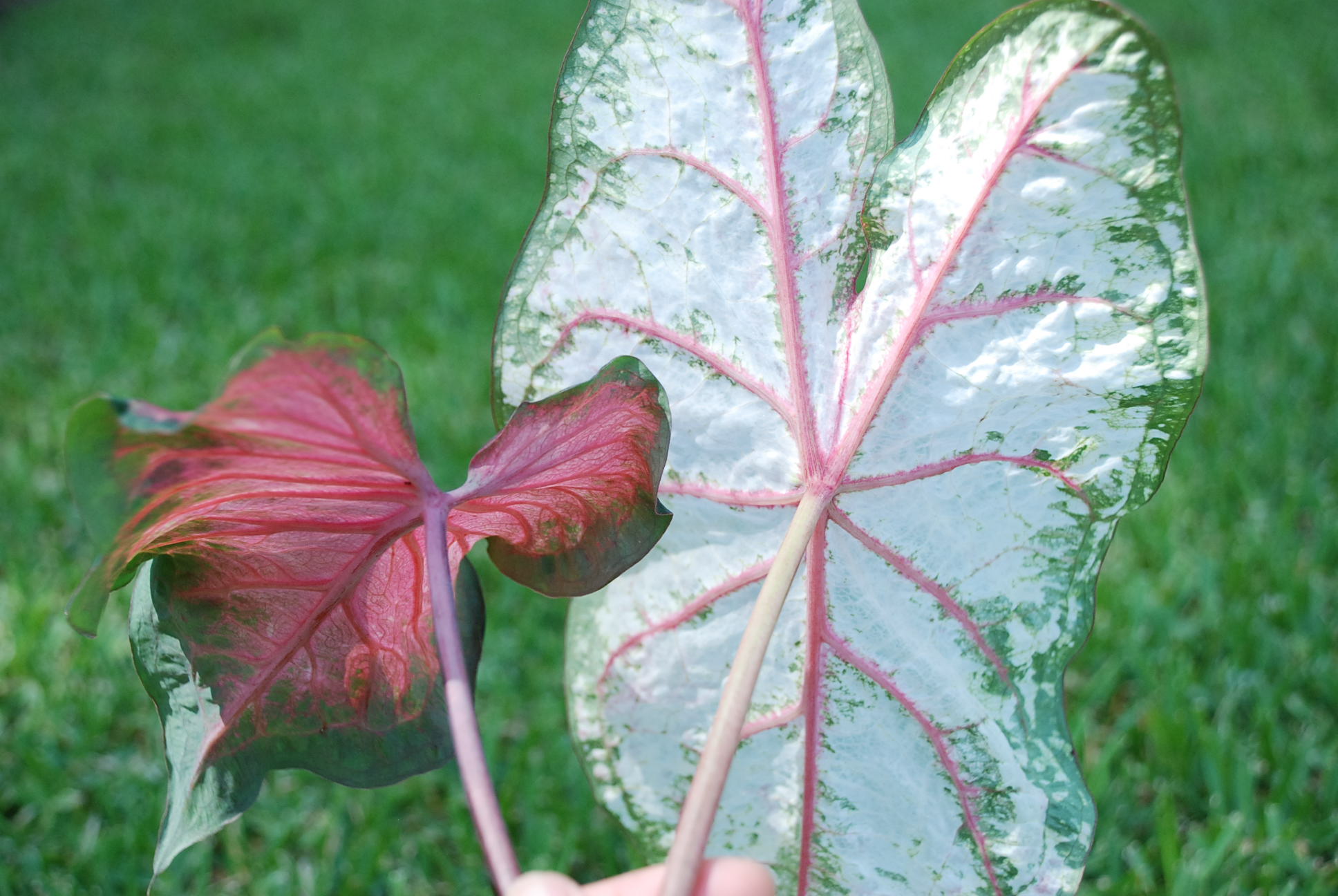 Classic, new caladiums recommended for Louisiana gardens